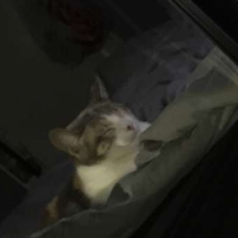 Meet your Posher, Carlos